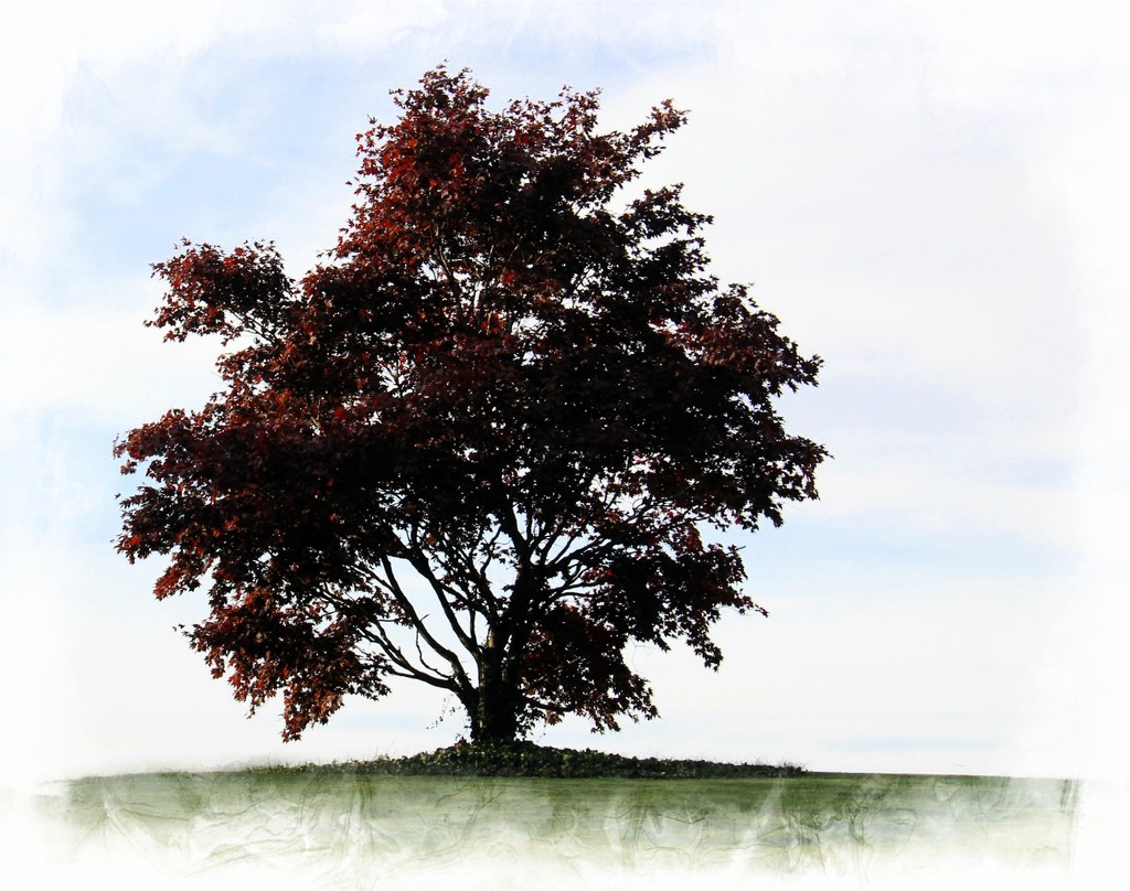 Tree Of The Season by digitalrn