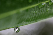5th Nov 2014 - Reflection in the droplet