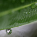 Reflection in the droplet by ingrid01