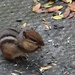 Chipmunk eating bird seed by annepann