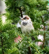5th Nov 2014 - A Cheery and Sociable Sparrow