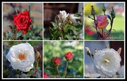 6th Nov 2014 - Rose collage