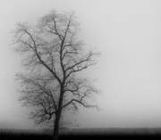 5th Nov 2014 - Tree In Fog