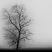 Tree In Fog by digitalrn