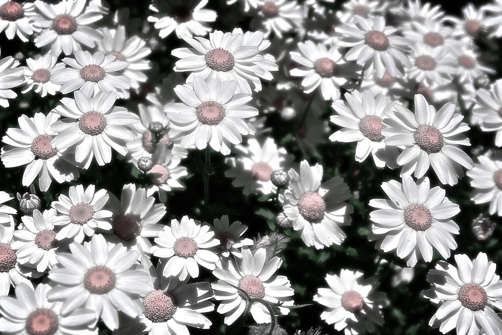 A few daisies by brigette