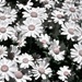 A few daisies by brigette