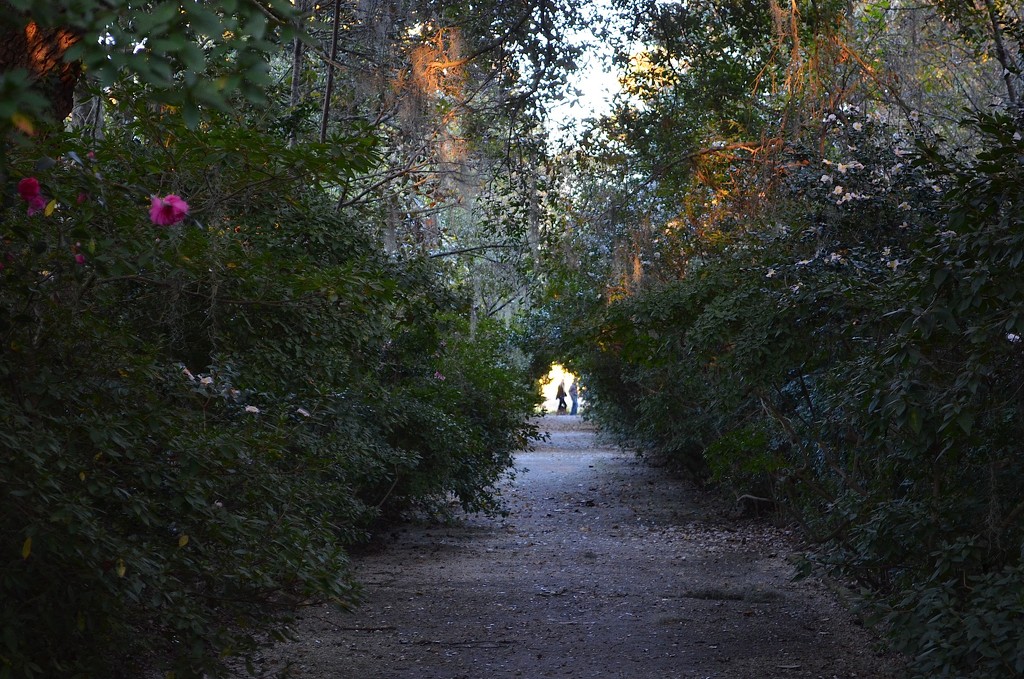 Path through the azaleas and camellias, Magnolia Gardens, Charleston, SC by congaree