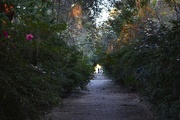 6th Nov 2014 - Path through the azaleas and camellias, Magnolia Gardens, Charleston, SC