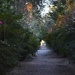 Path through the azaleas and camellias, Magnolia Gardens, Charleston, SC by congaree