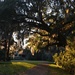 Golden afternoon light at Magnolia Gardens, Charleston, SC by congaree