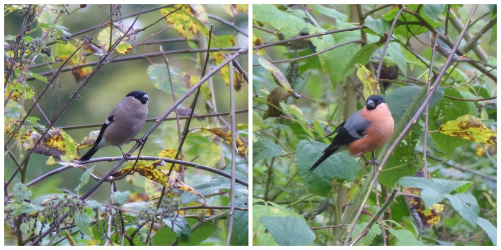 Bullfinches  female (left), male (right)  by susiemc