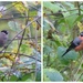 Bullfinches  female (left), male (right)  by susiemc