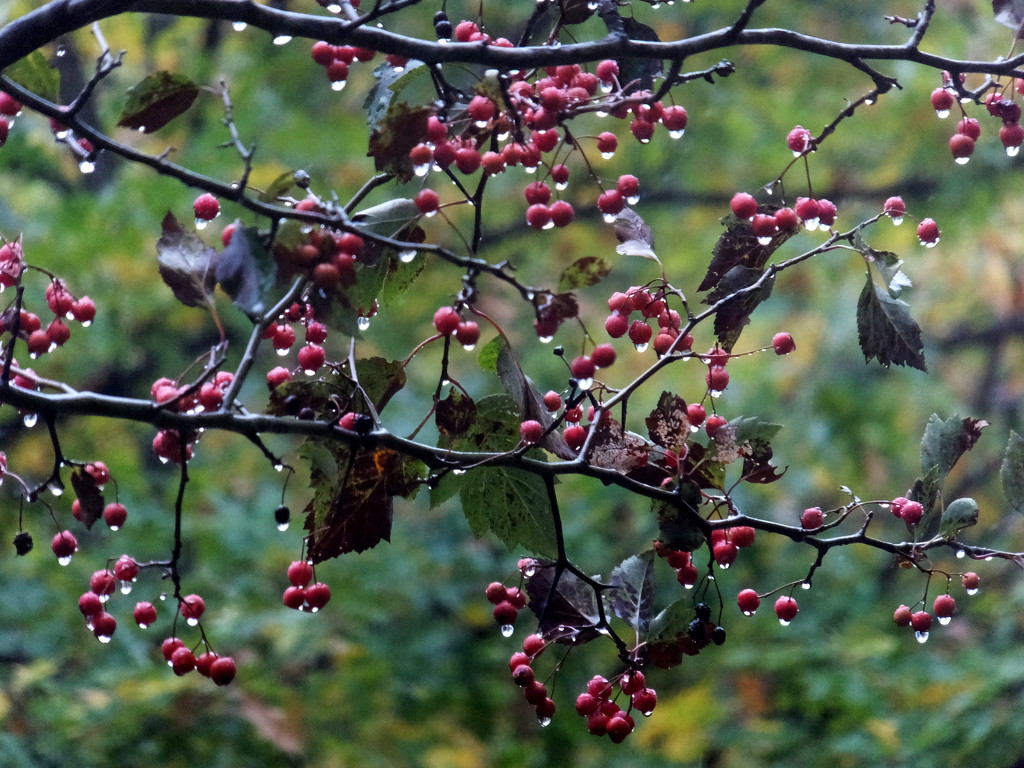 Berry Wet Tree by linnypinny