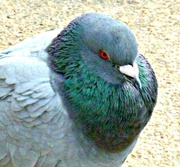 6th Nov 2014 - Puffed up Pigeon