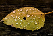 5th Nov 2014 - Beaded Leaf