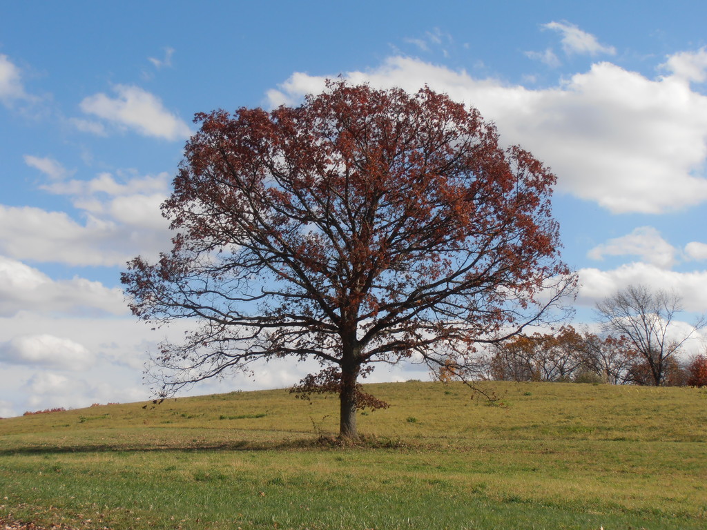 Fall Tree by julie