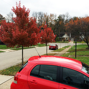 6th Nov 2014 - Red Trees With Red Cars