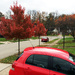 Red Trees With Red Cars by yogiw