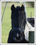 6th Nov 2014 - Horse Portrait