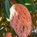 “Magnolia grandiflora” by rhoing