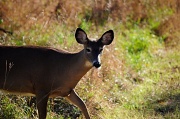 22nd Oct 2010 - Deer