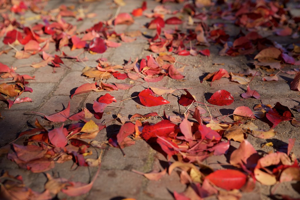 Sun-Dappled Leaves by jyokota