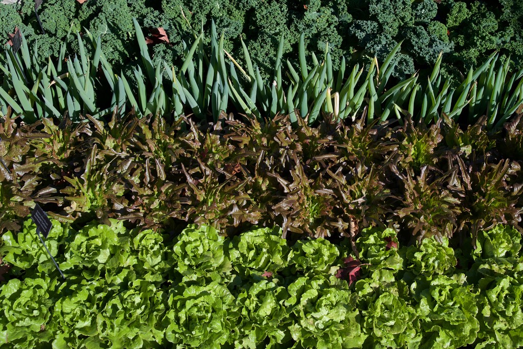 Lettuce Borders at the Chicago Botanic Gardens by jyokota