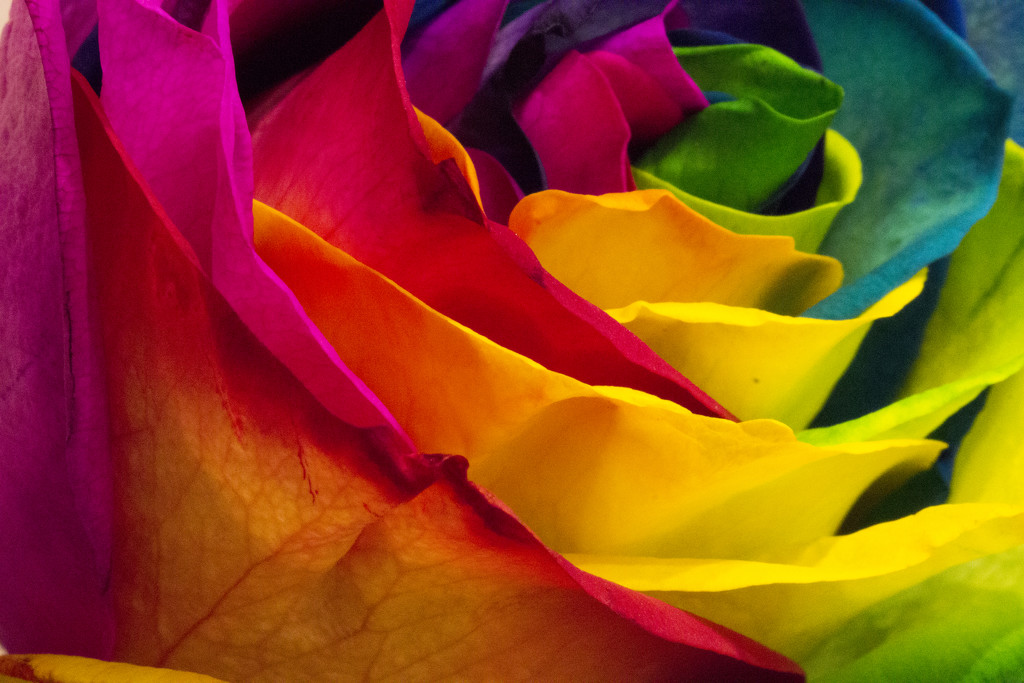 Rainbow Rose by bizziebeeme