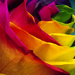 Rainbow Rose by bizziebeeme