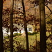 House through trees by francoise