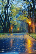 6th Nov 2014 - Rainy Evening
