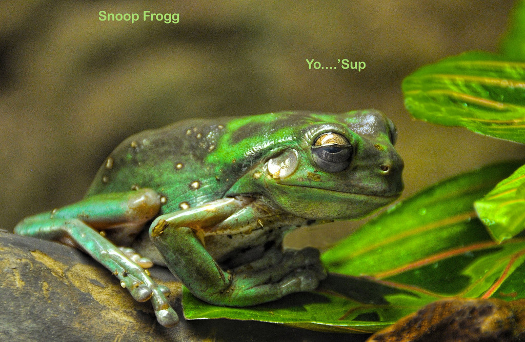 Snoop Frogg  by joysfocus