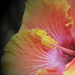 Hibiscus  by joysfocus