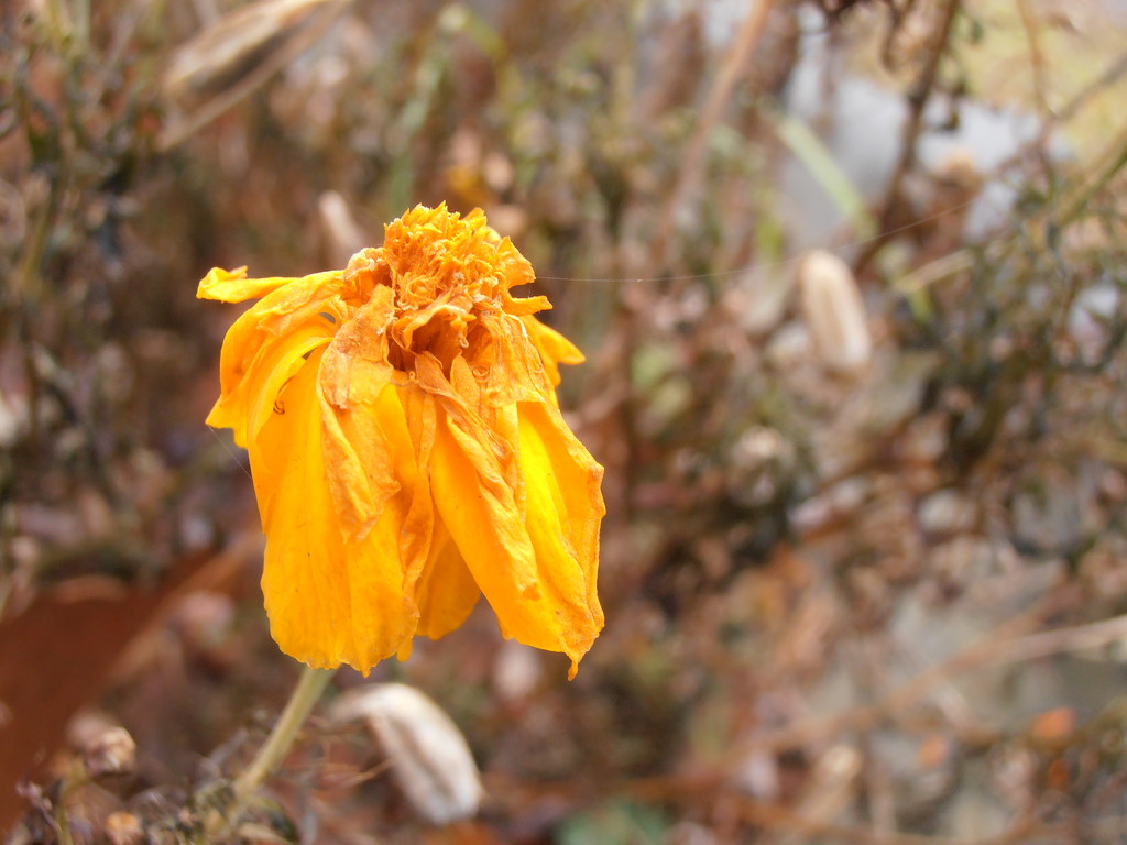 Wilted Marigold by julie