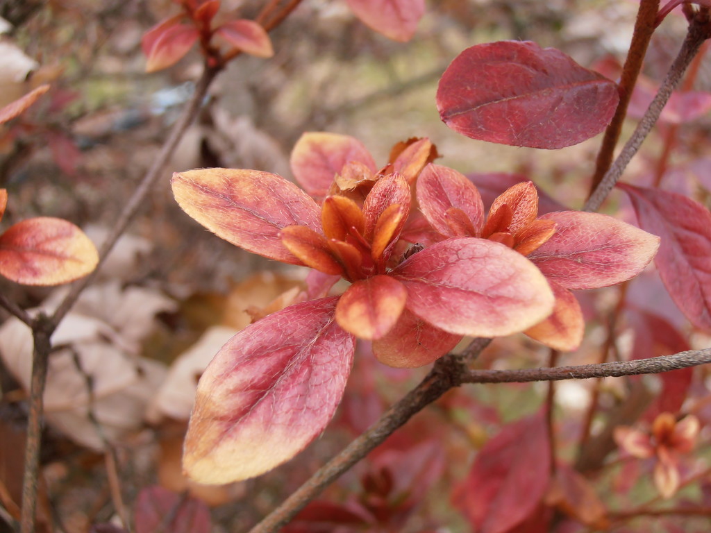 Red leaves by julie