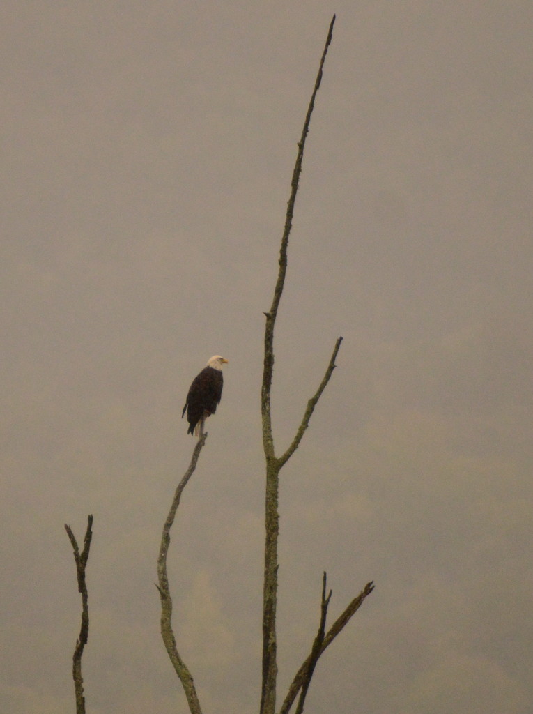 Eagle in the Fog by kareenking