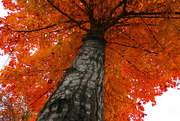 7th Nov 2014 - Tree in Autumn