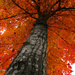 Tree in Autumn by april16