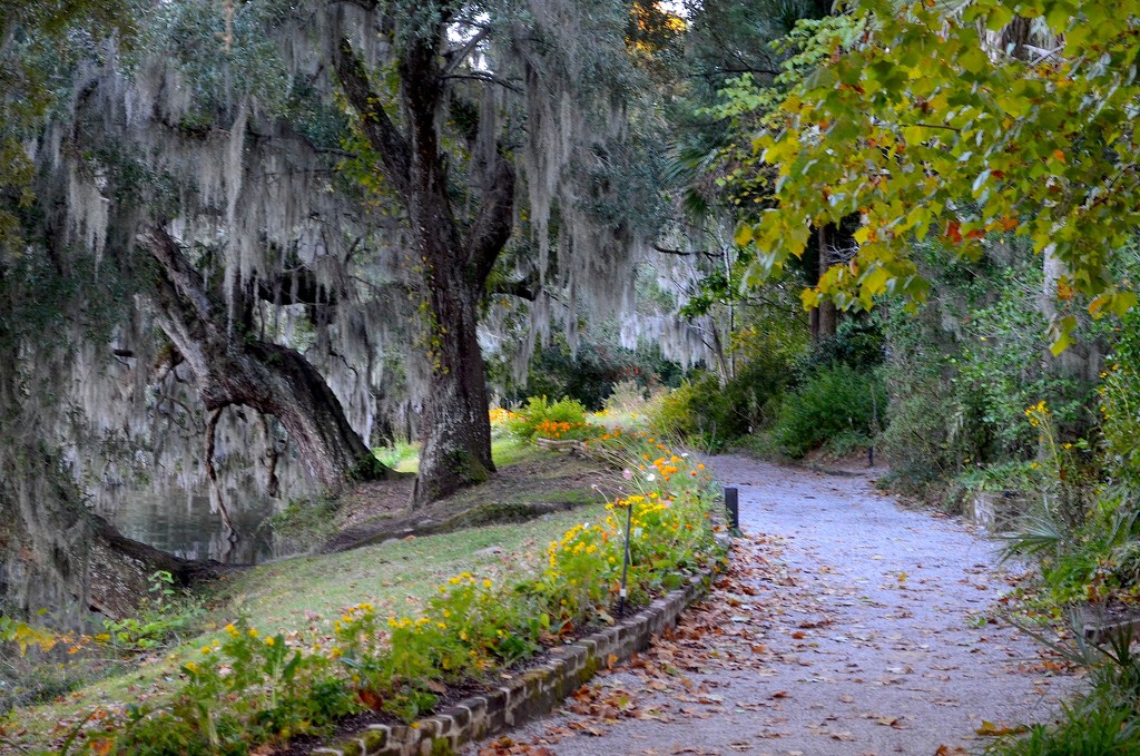 The path along the Ashley River, Magnolia Gardens, Charleston, SC by congaree