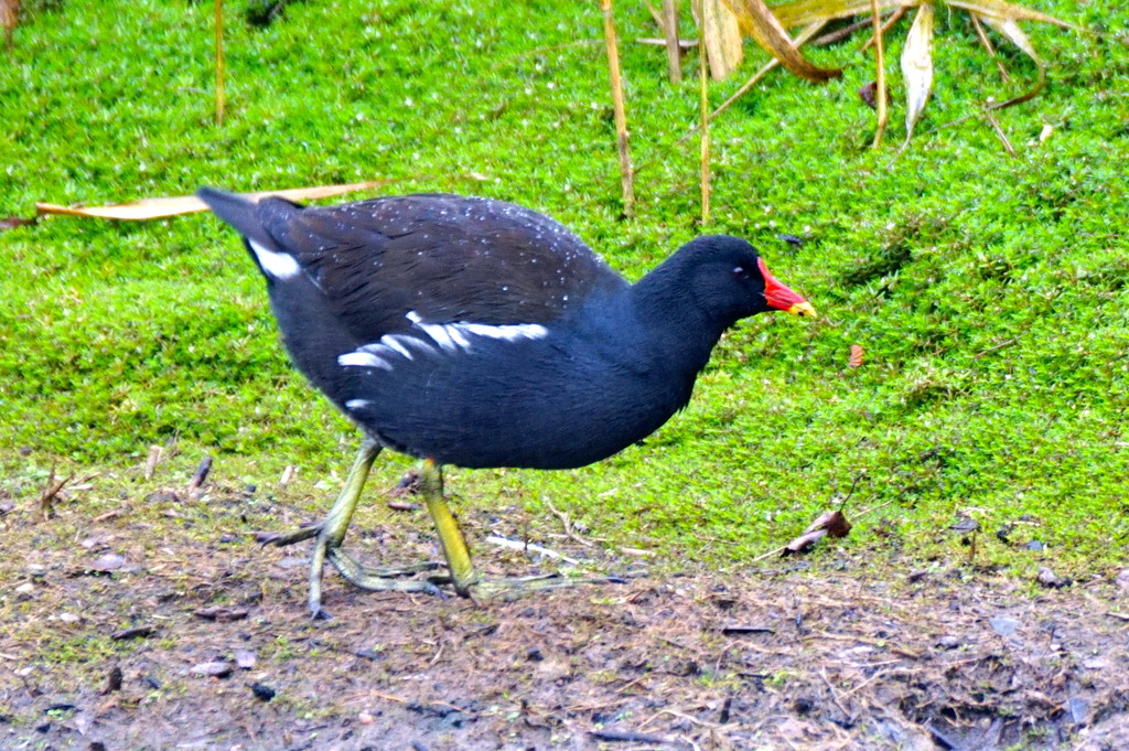 MOORHEN by markp