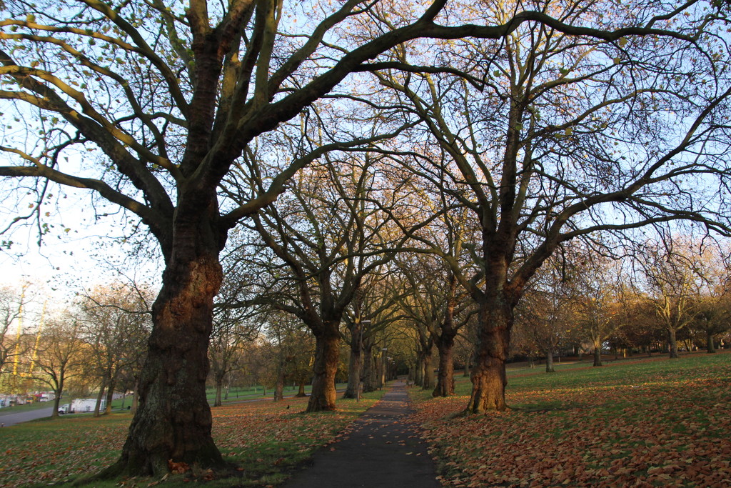 The Avenue at forest recreation ground by oldjosh