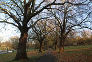 5th Nov 2014 - The Avenue at forest recreation ground