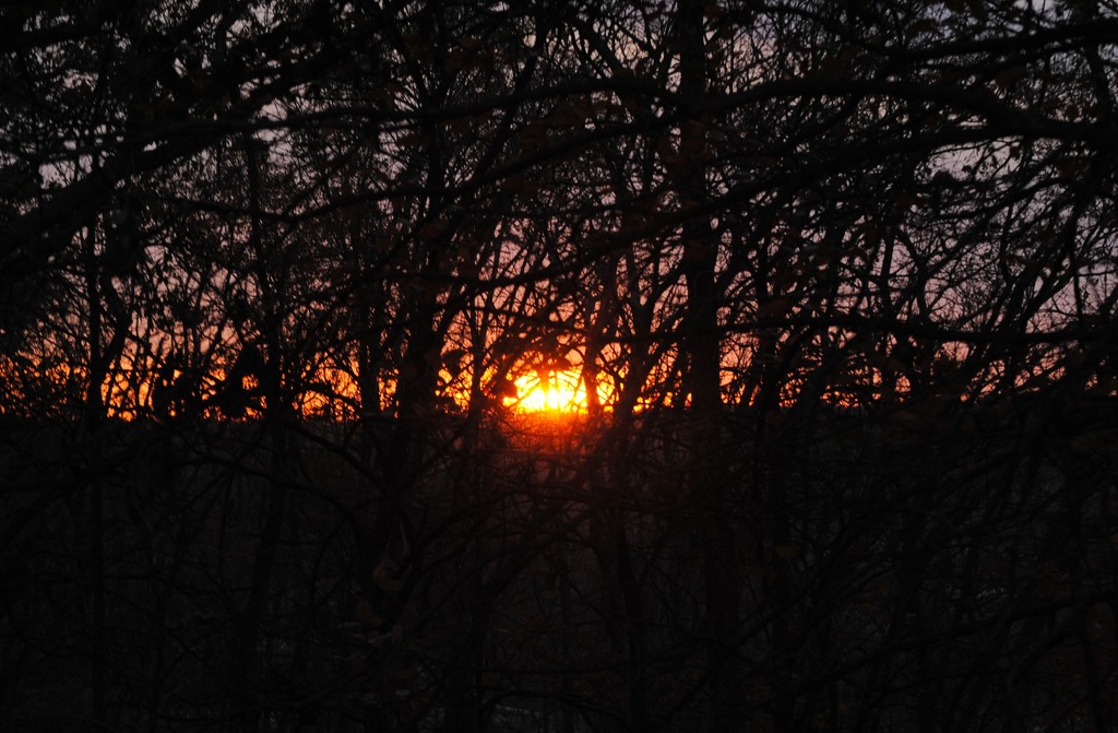Tangled Up Jungle Sunrise by alophoto