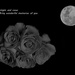 Moon and Roses by salza