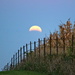 Lunar Eclipse by juletee