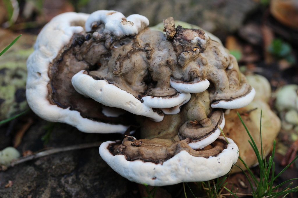Fungus. A slow one by pyrrhula