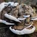 Fungus. A slow one by pyrrhula