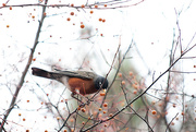 7th Nov 2014 - Orange berries and the robin!