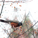 Orange berries and the robin! by fayefaye