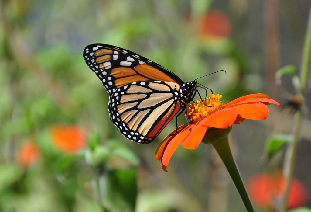 flying flower by bcurrie